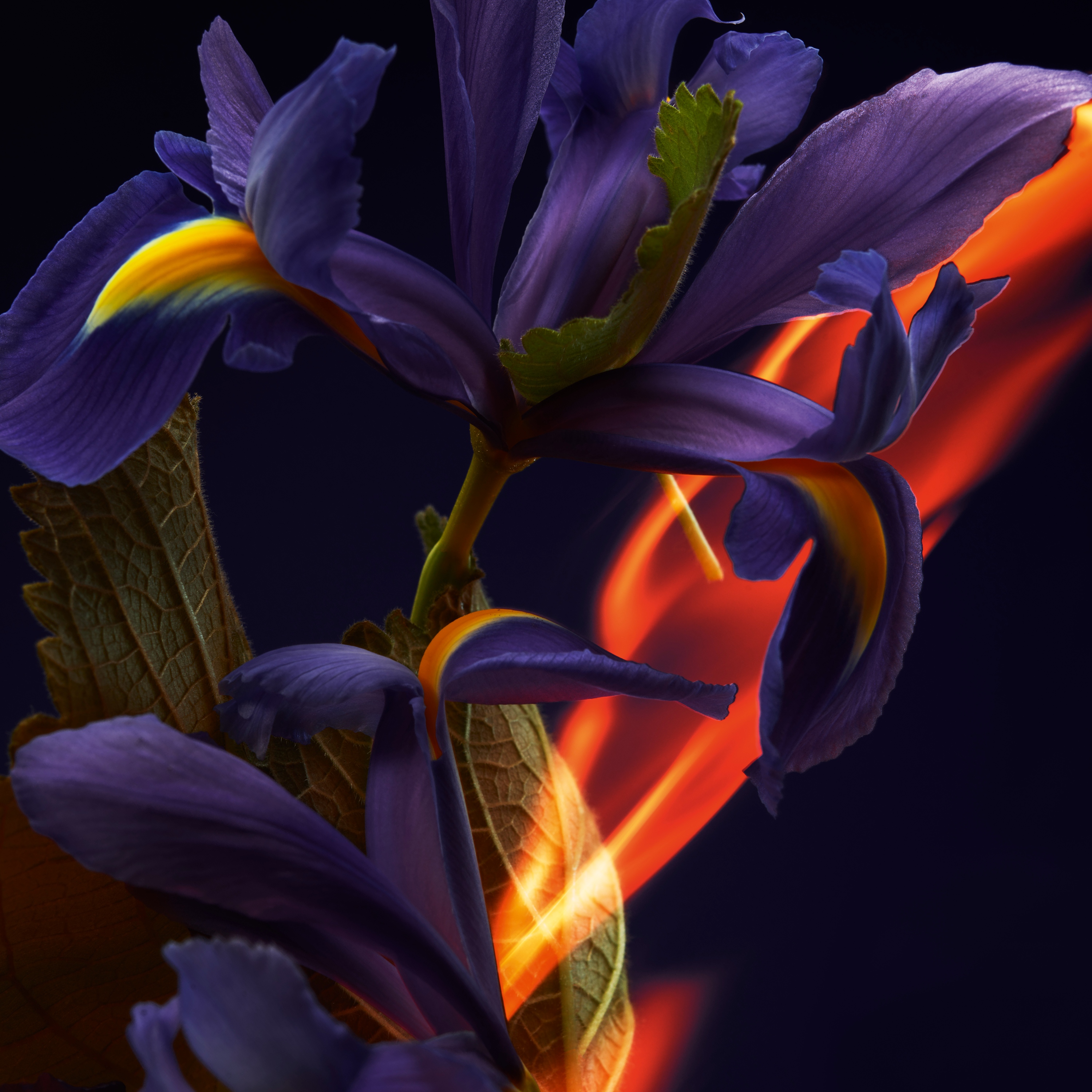 Iris F&eacute;tiche image number 3