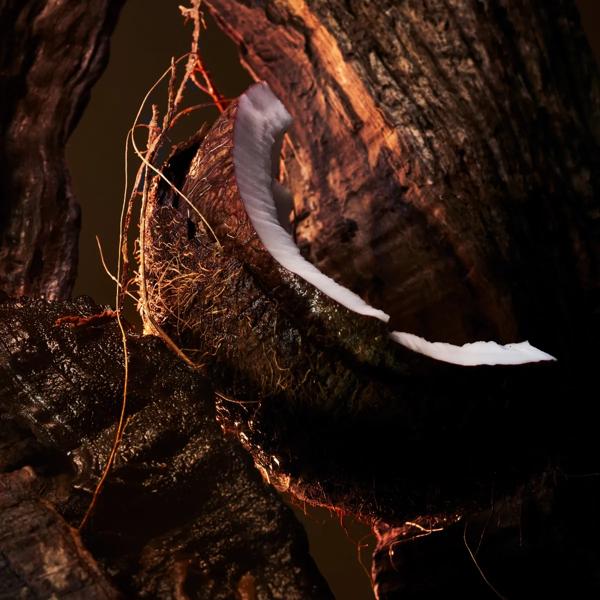 &Eacute;b&egrave;ne F&eacute;tiche image number 3